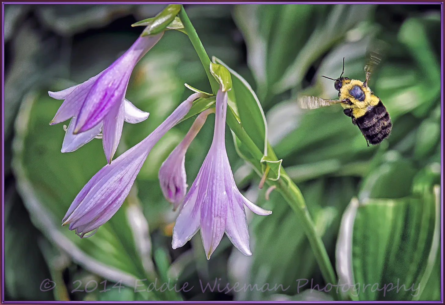 Bee Buzzing in Flora