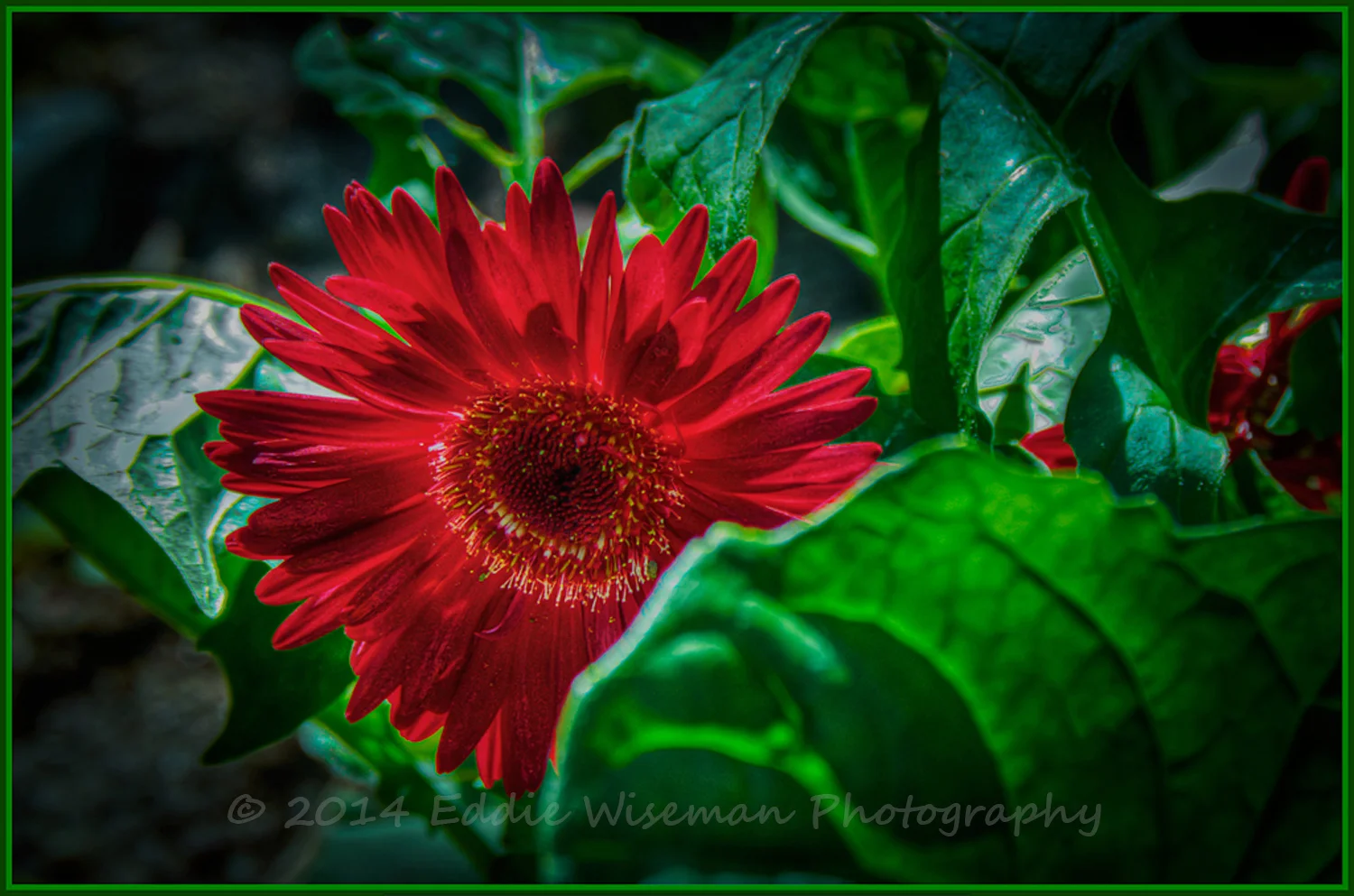 Red Flower, Backlighted