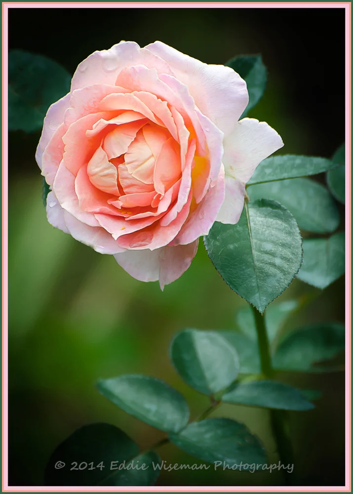 Pink Garden Rose