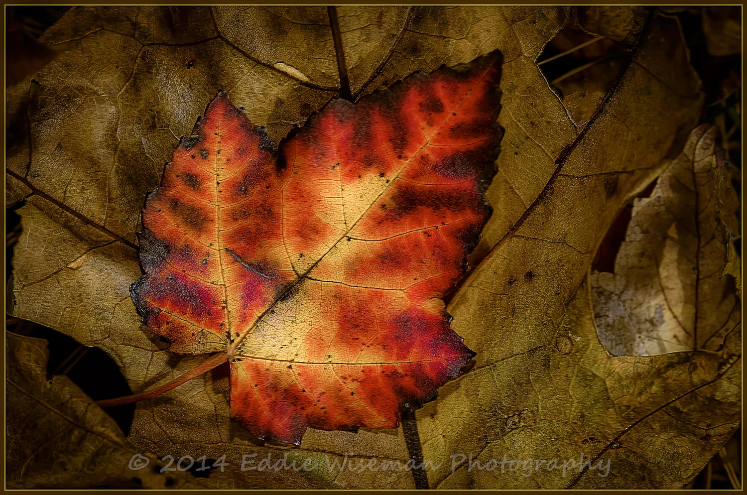 Maple Leaf on Oak