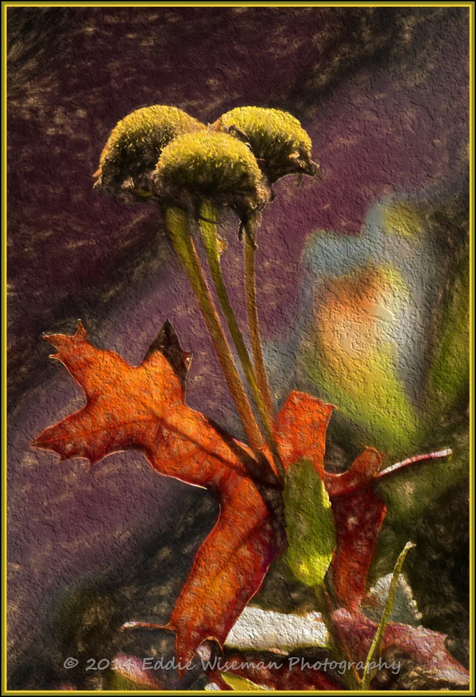 Fall Daisies with Oak Leaf (painted effect)