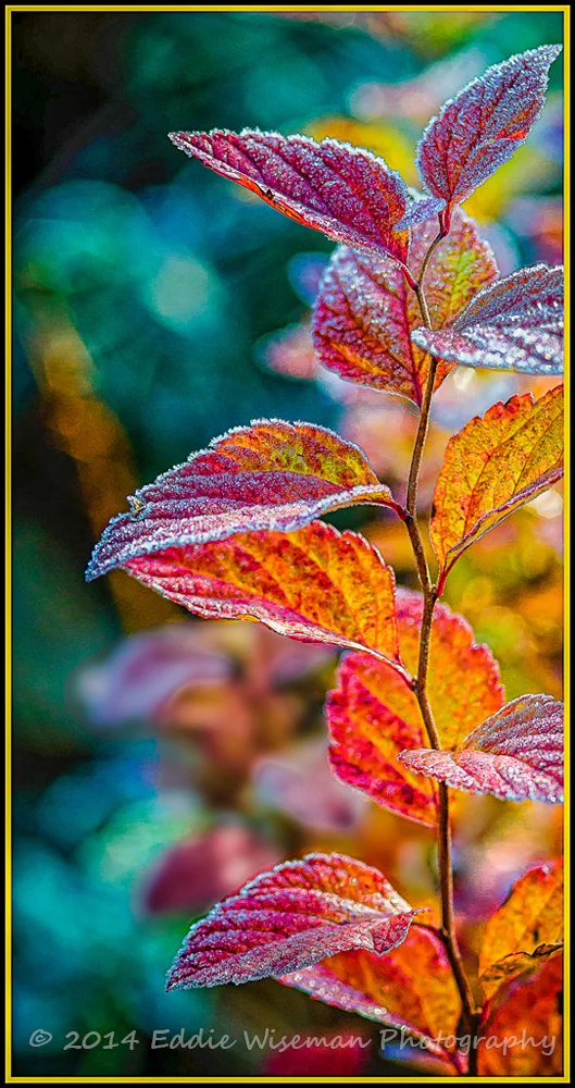 Frosty Leaves #1