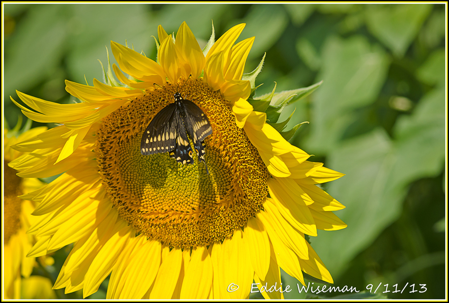 Sunflower and Butterfly #2