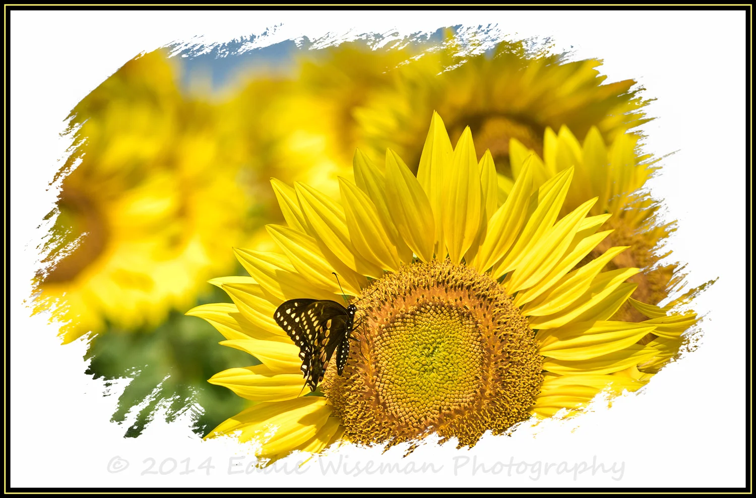 Sunflower and Butterfly # 5