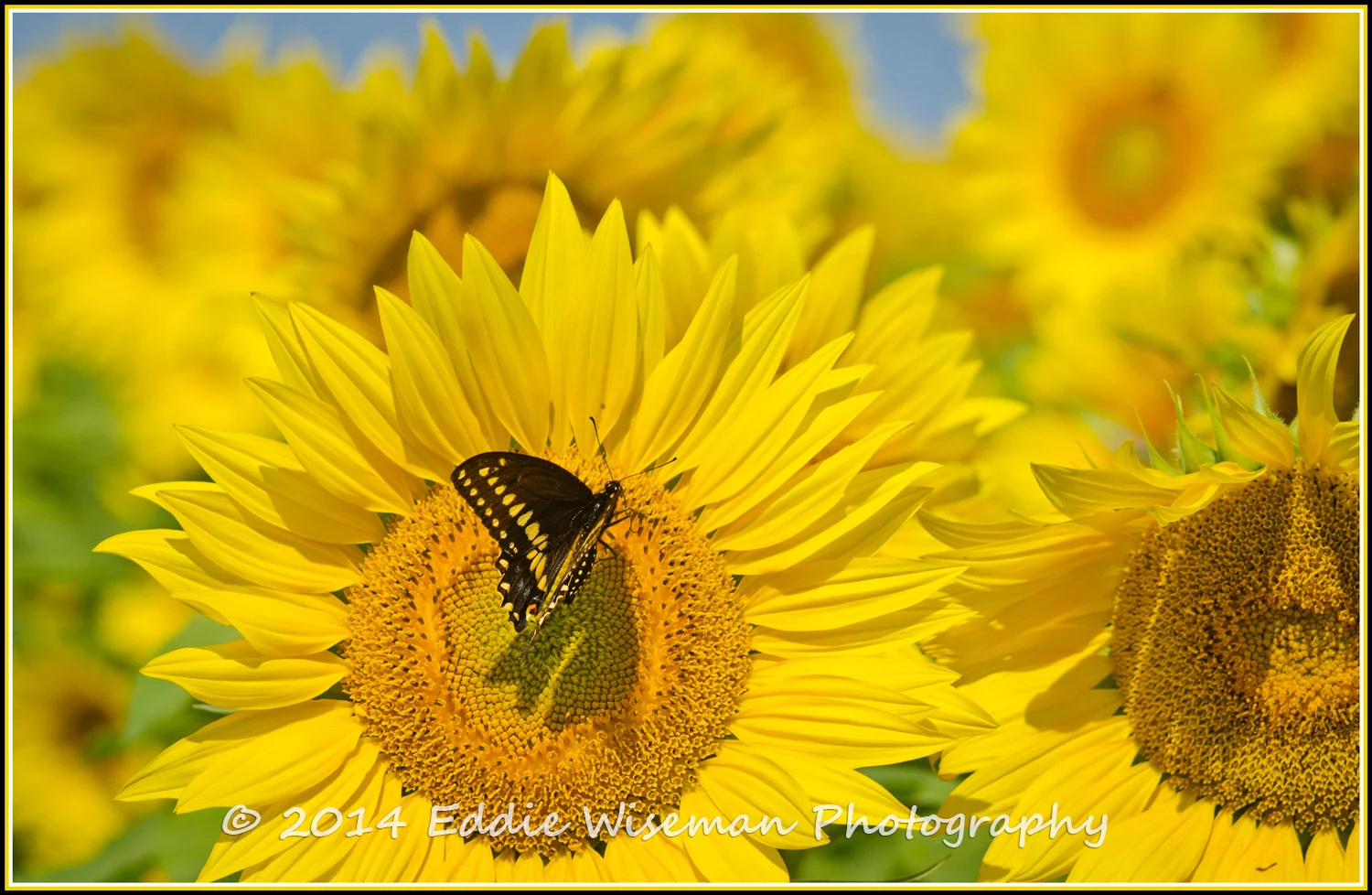 Sunflower and Butterfly #3