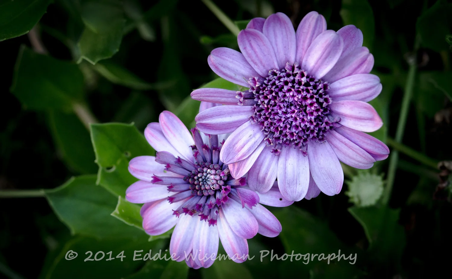 Blue-Purple Flowers (Unknown)