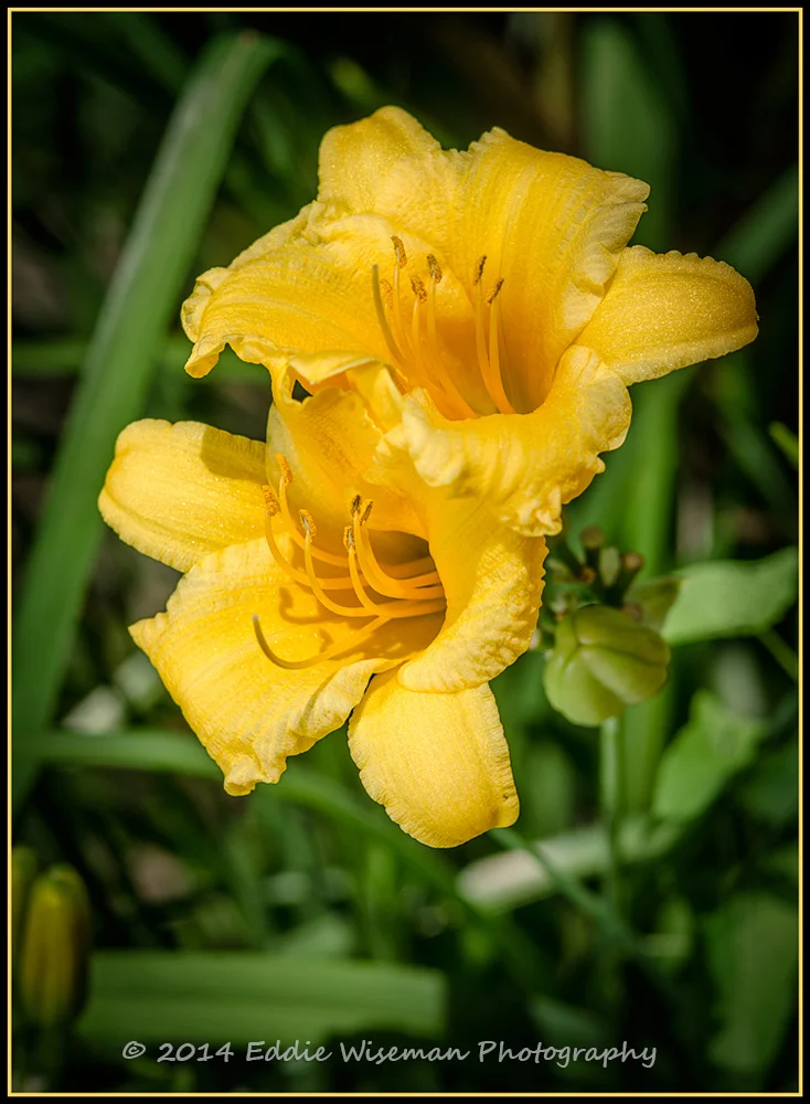 Yellow Lilies