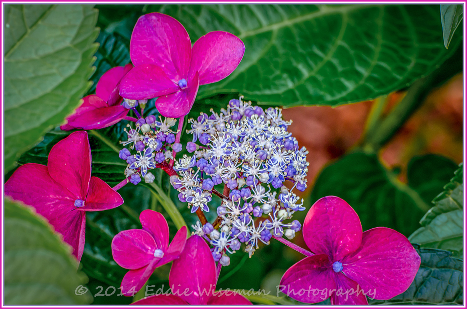 Garden Flowers (unknown variety)
