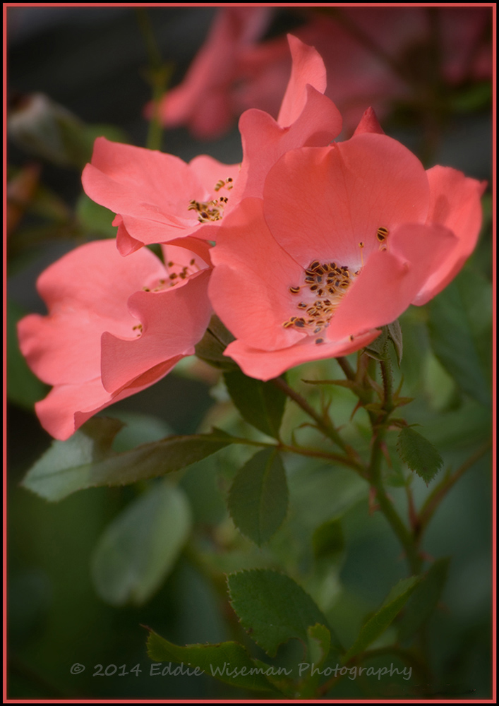 Salmon Pink Roses