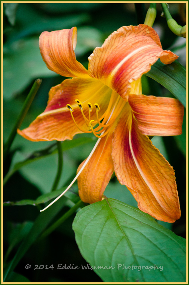 Orange Lily #5