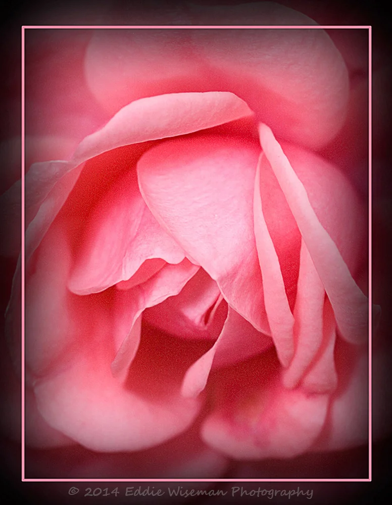 Pink Rose in Frame