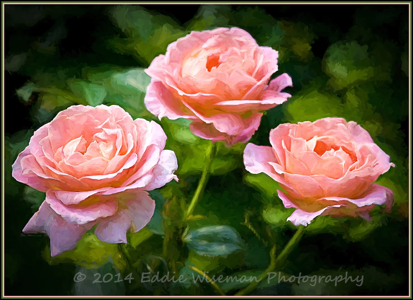Trio of Pink Roses (painted effect)