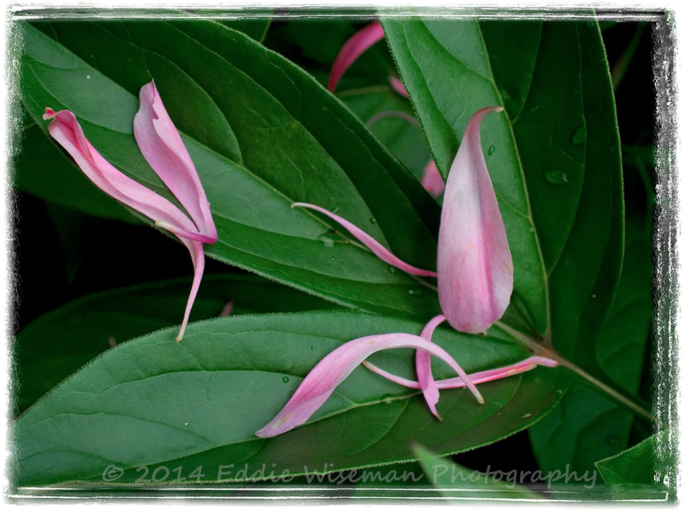Pionies Petals