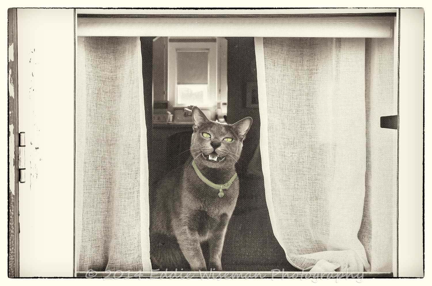 Green-Eyed Korat in Window- Cape Cod, MA