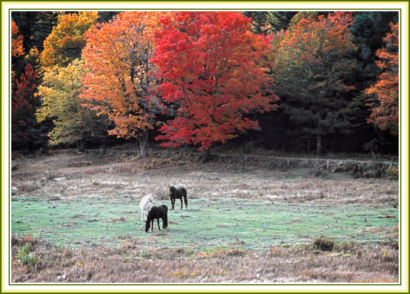 Fall Horses-Vermont