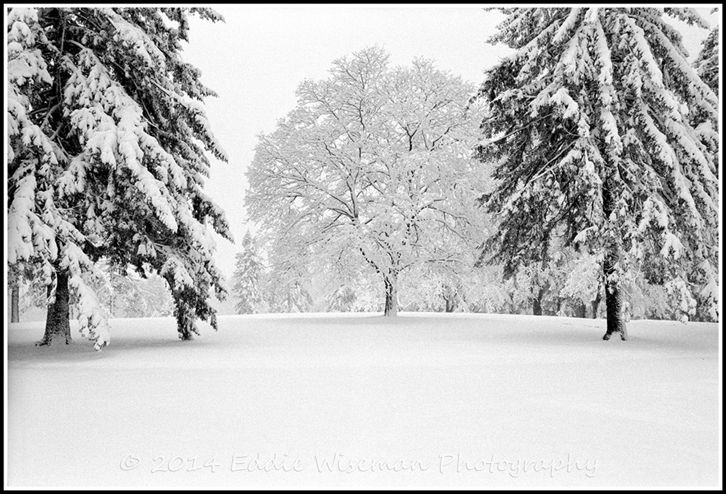 Snow Trees, Andover MA (B&W monochrome)