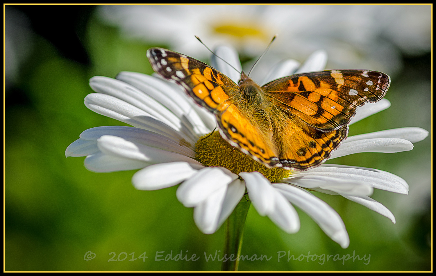 Painted Lady #3
