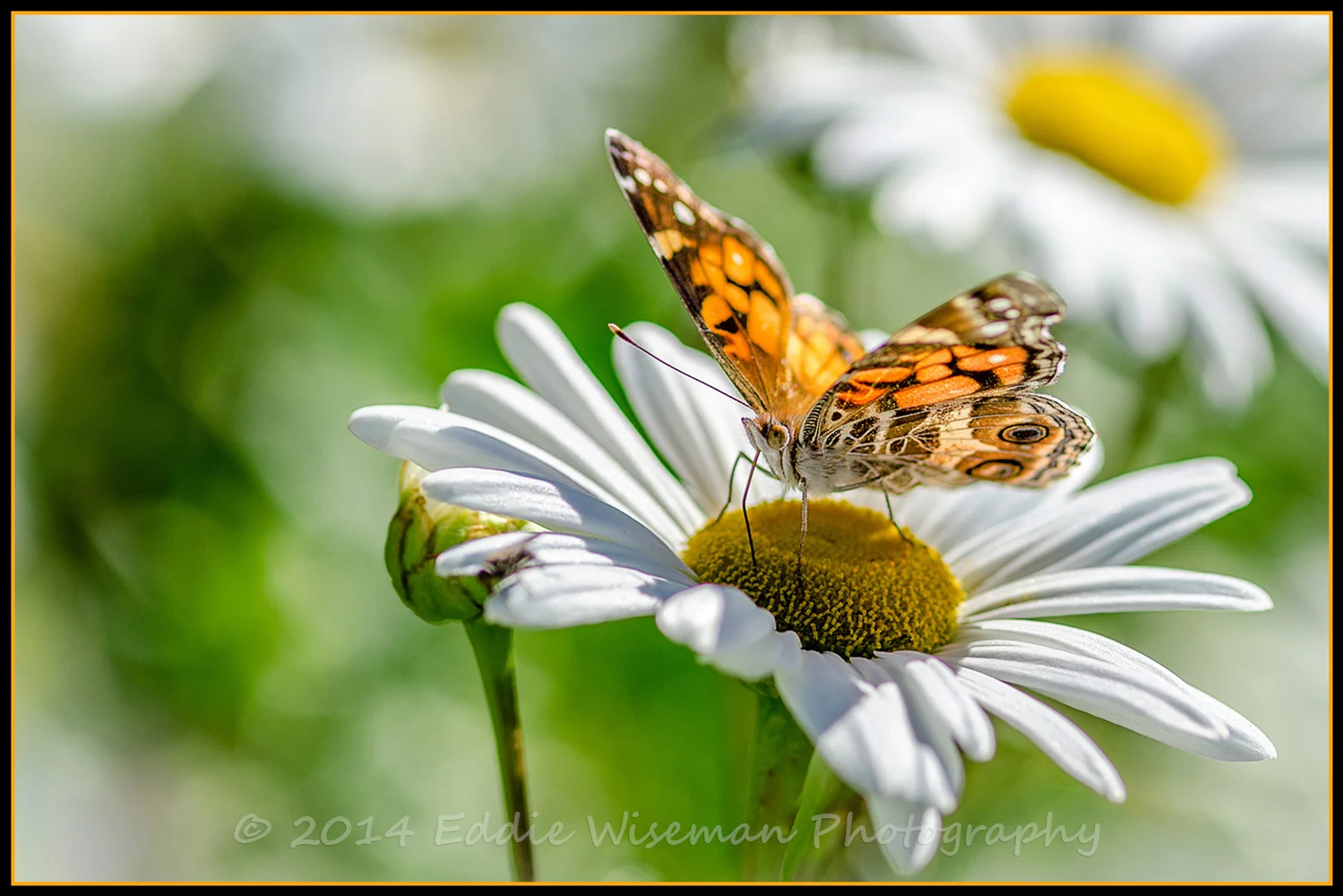 Painted Lady #8