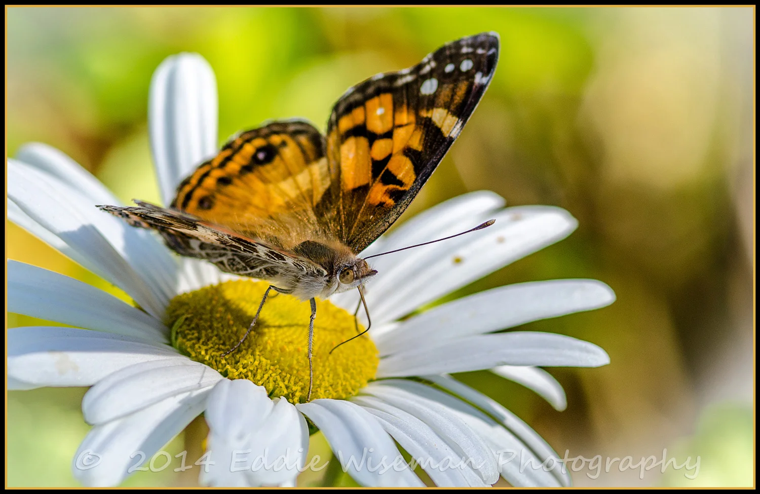 Painted Lady #2