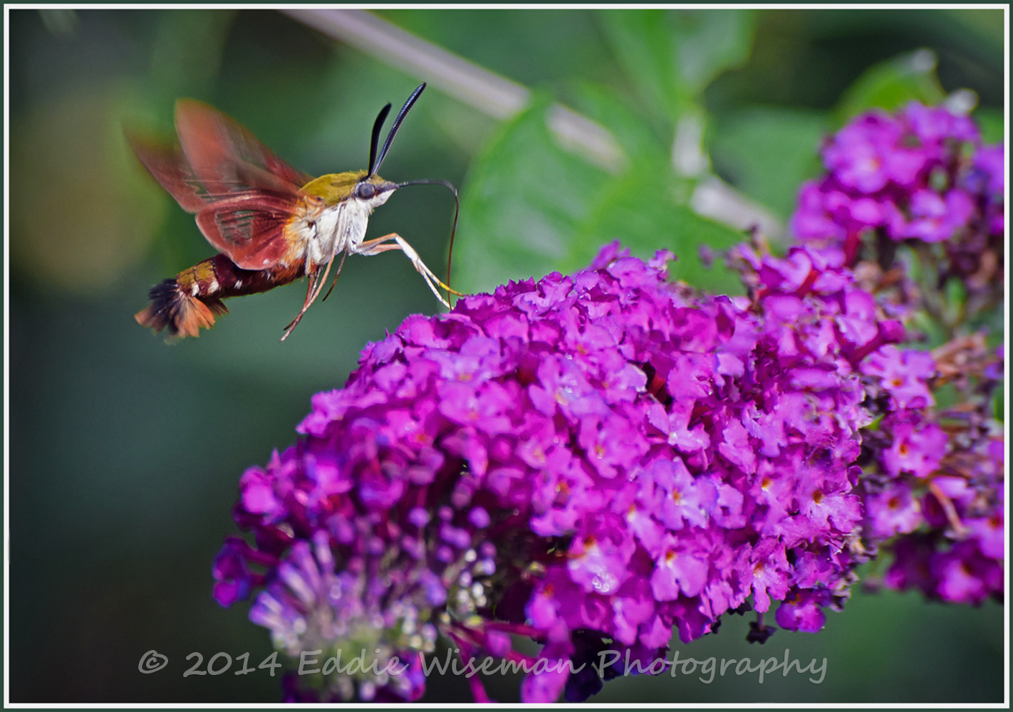 Hummingbird Moth-Andover, MA