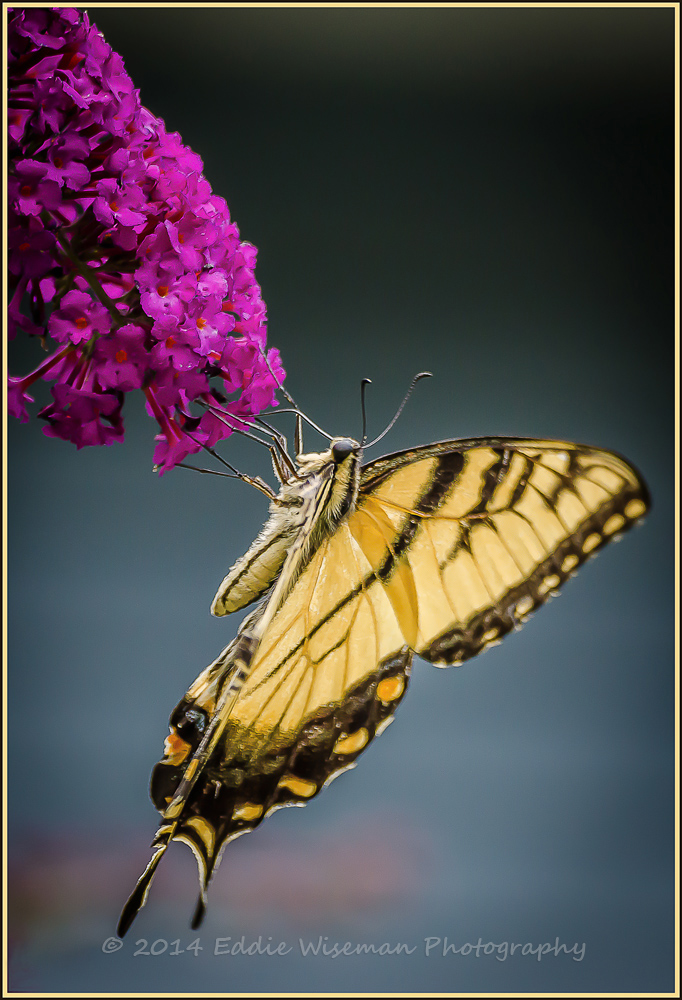 Yellow Swallowtail #3