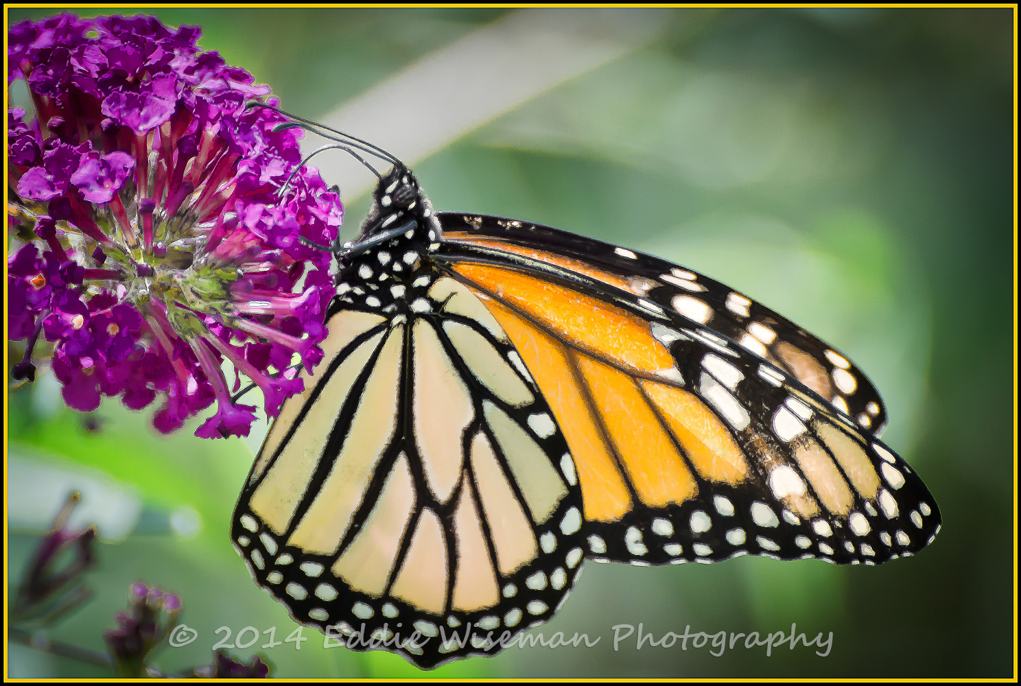 Monarch#1