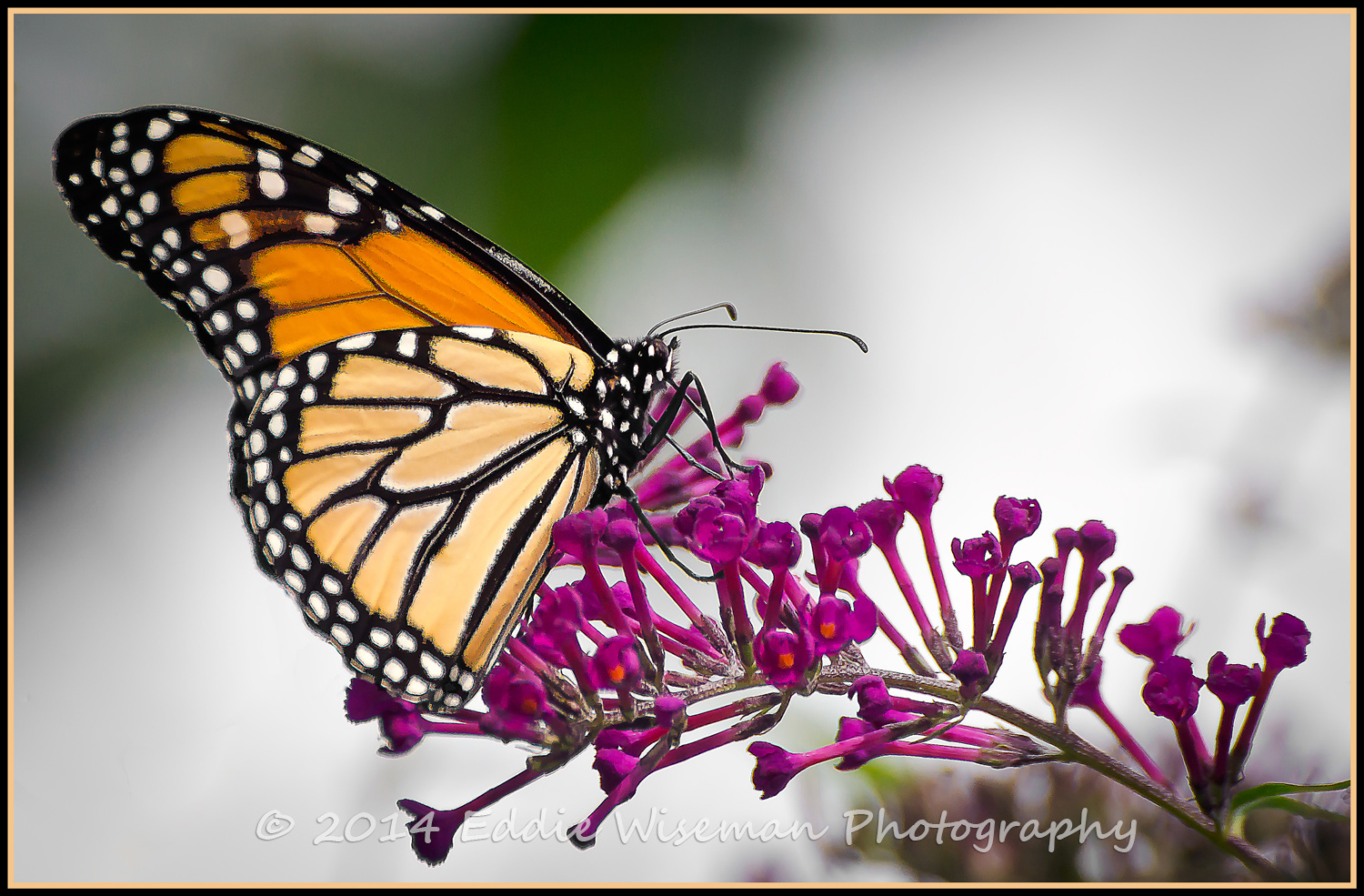 Monarch #3