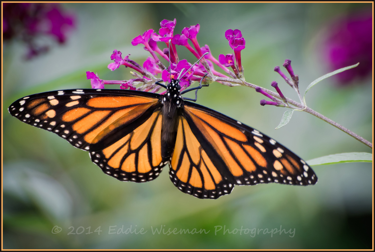 Monarch #4