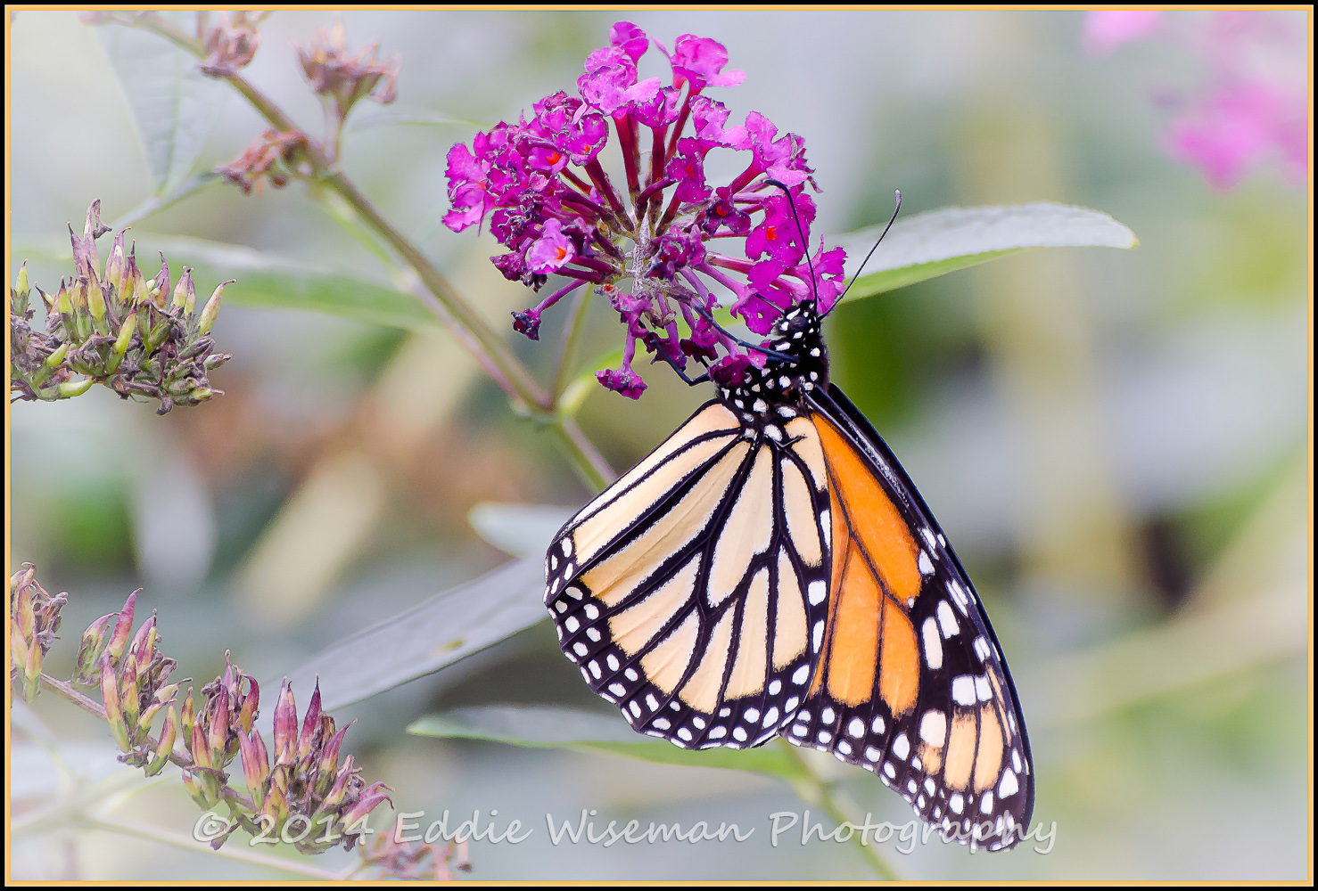 Monarch #5