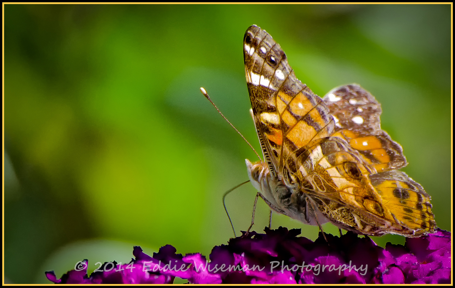 Painted Lady #13