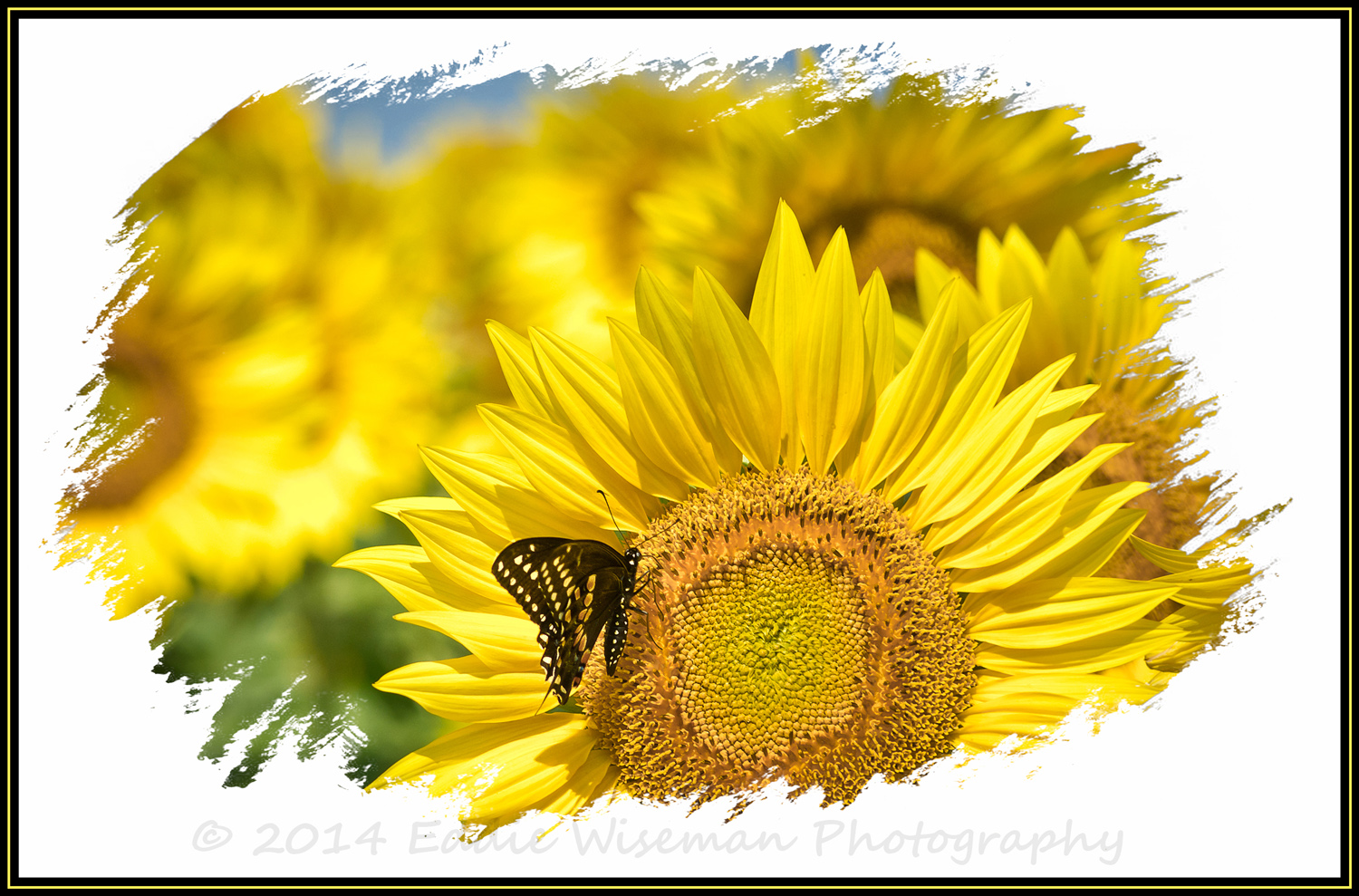 Black Swallowtail on Sunflower #3