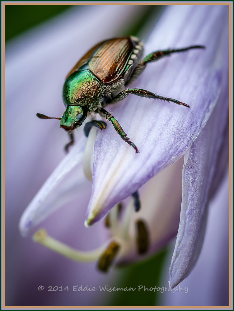 Japanese Beetle on Flora