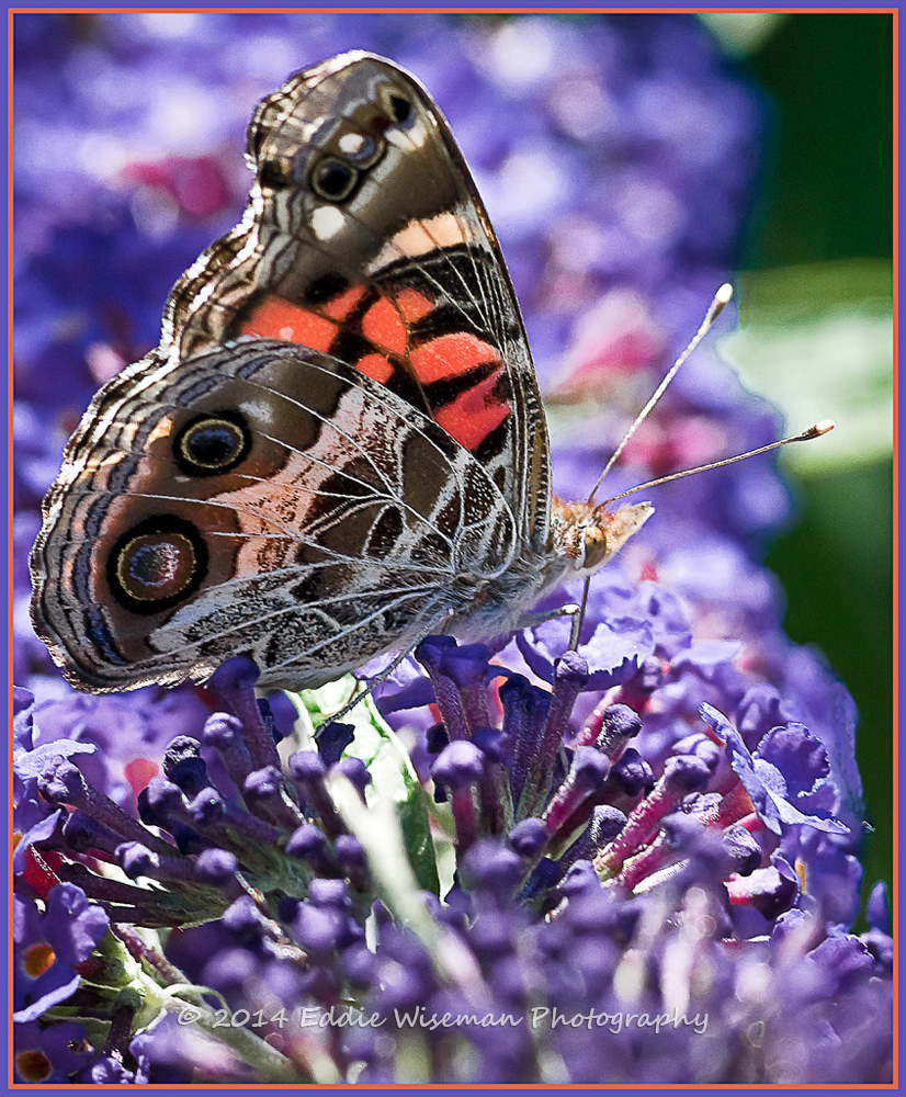 Black, White and Orange Painted Lady?