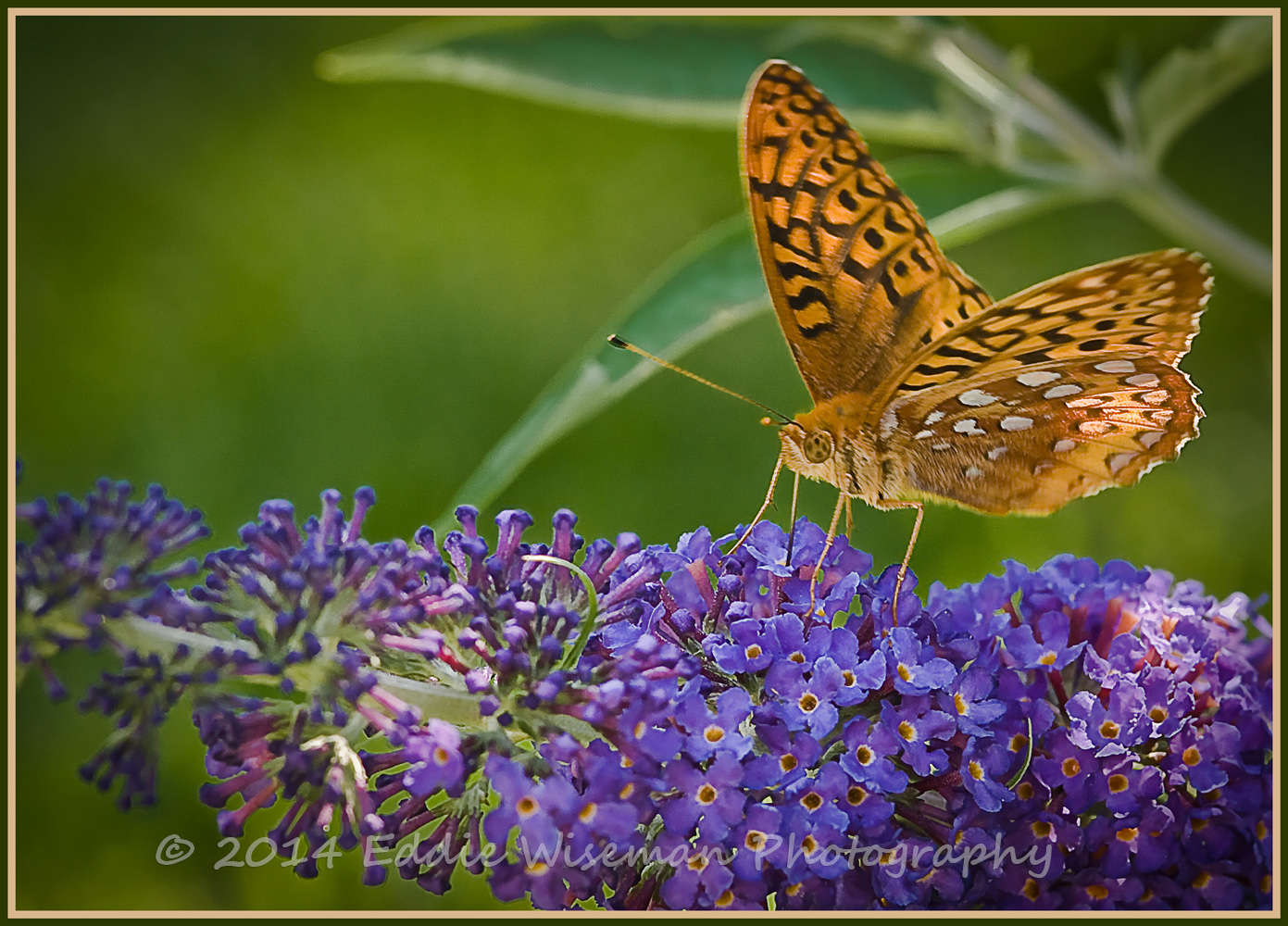 Spotted Fritillary #2