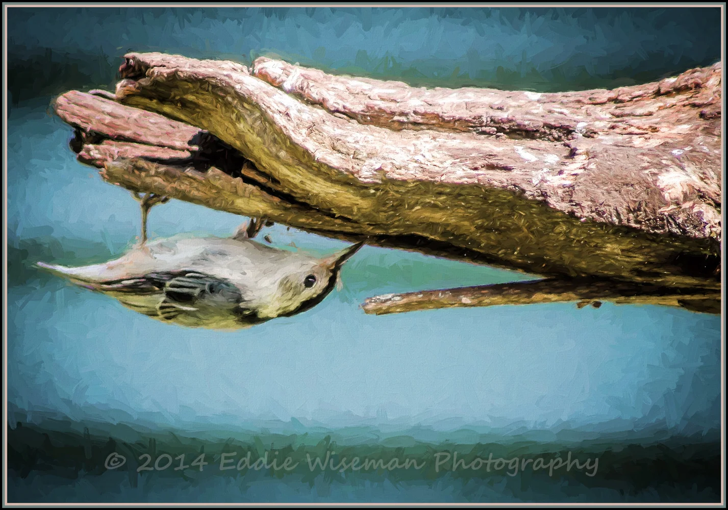 Nuthatch Defying Gravity