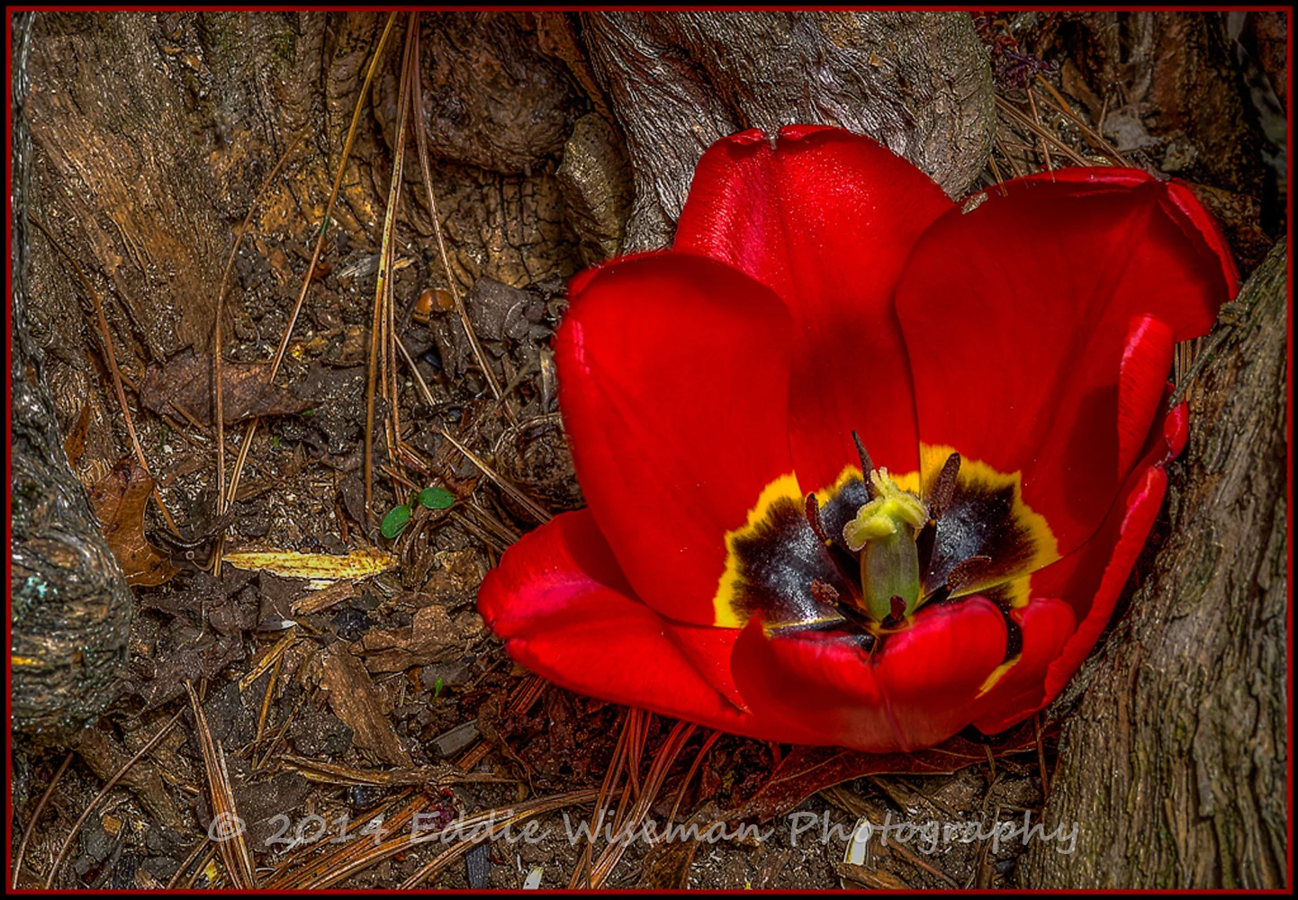Red Tulip Flower on Pine Needles