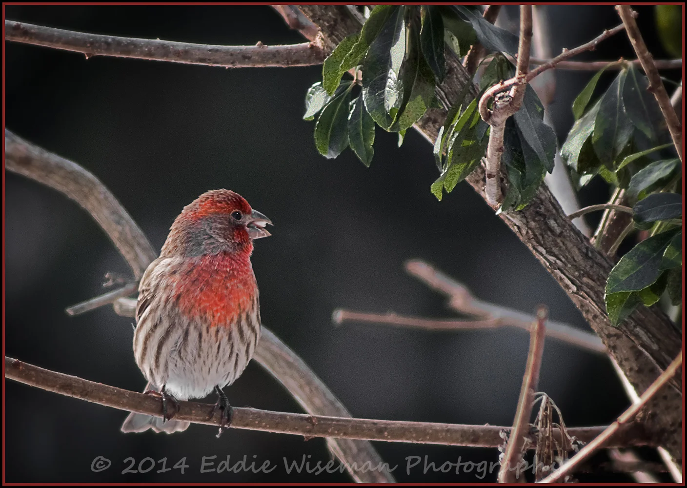 Housefinch in Spring Colors