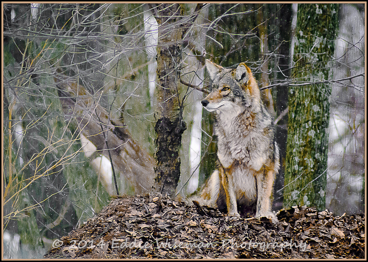 Eastern Coyote, Surveying Territory-Andover, MA