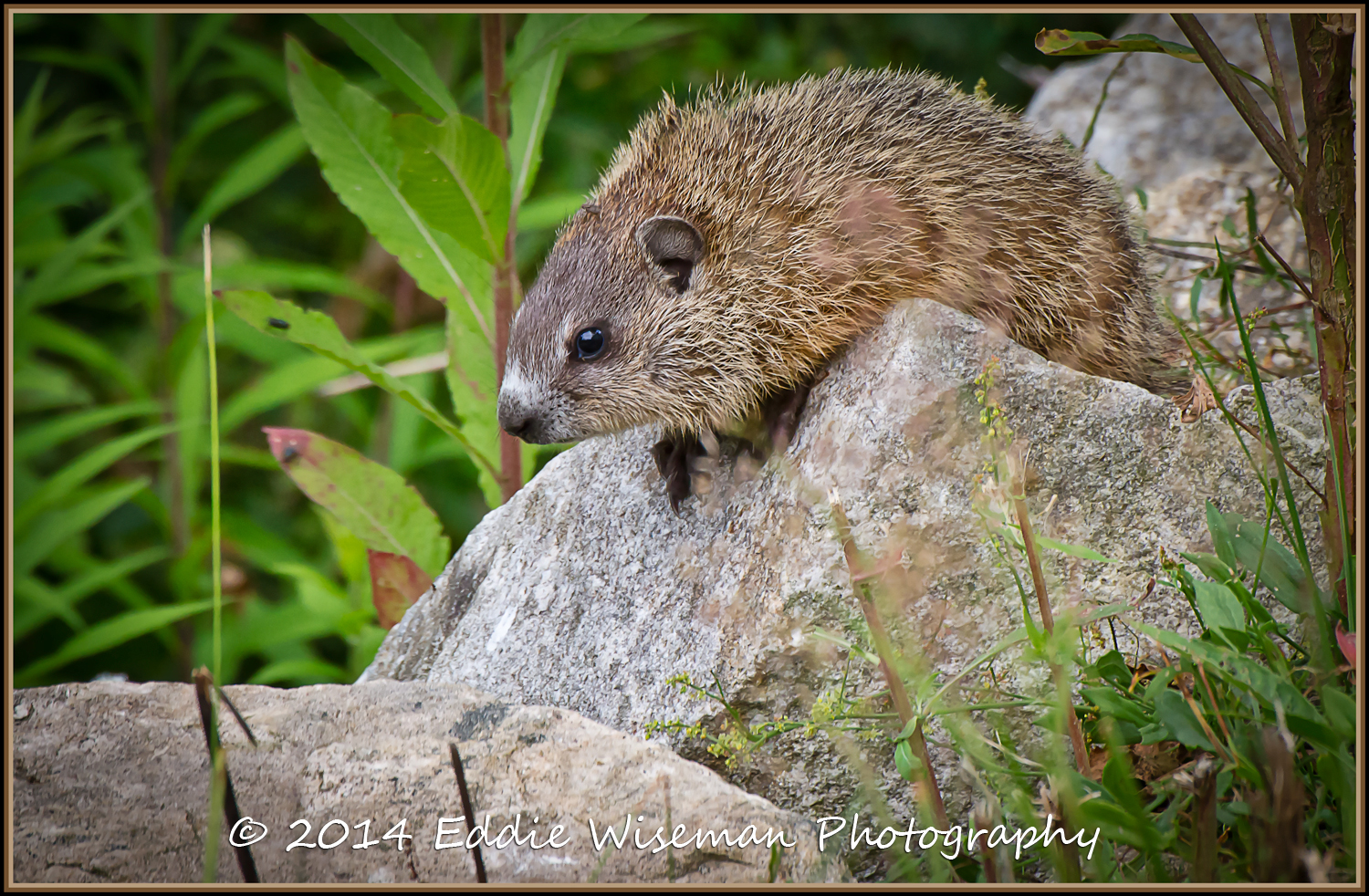 Young Woodchuck-Andover, MA