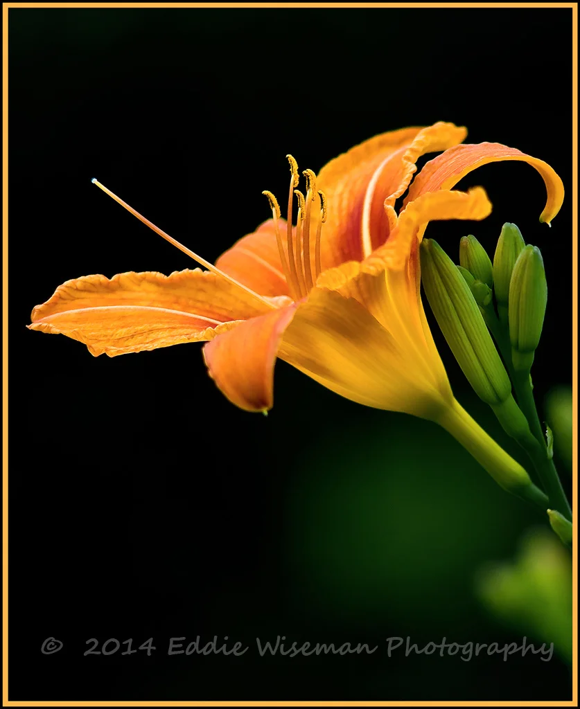 Orange Lily #3