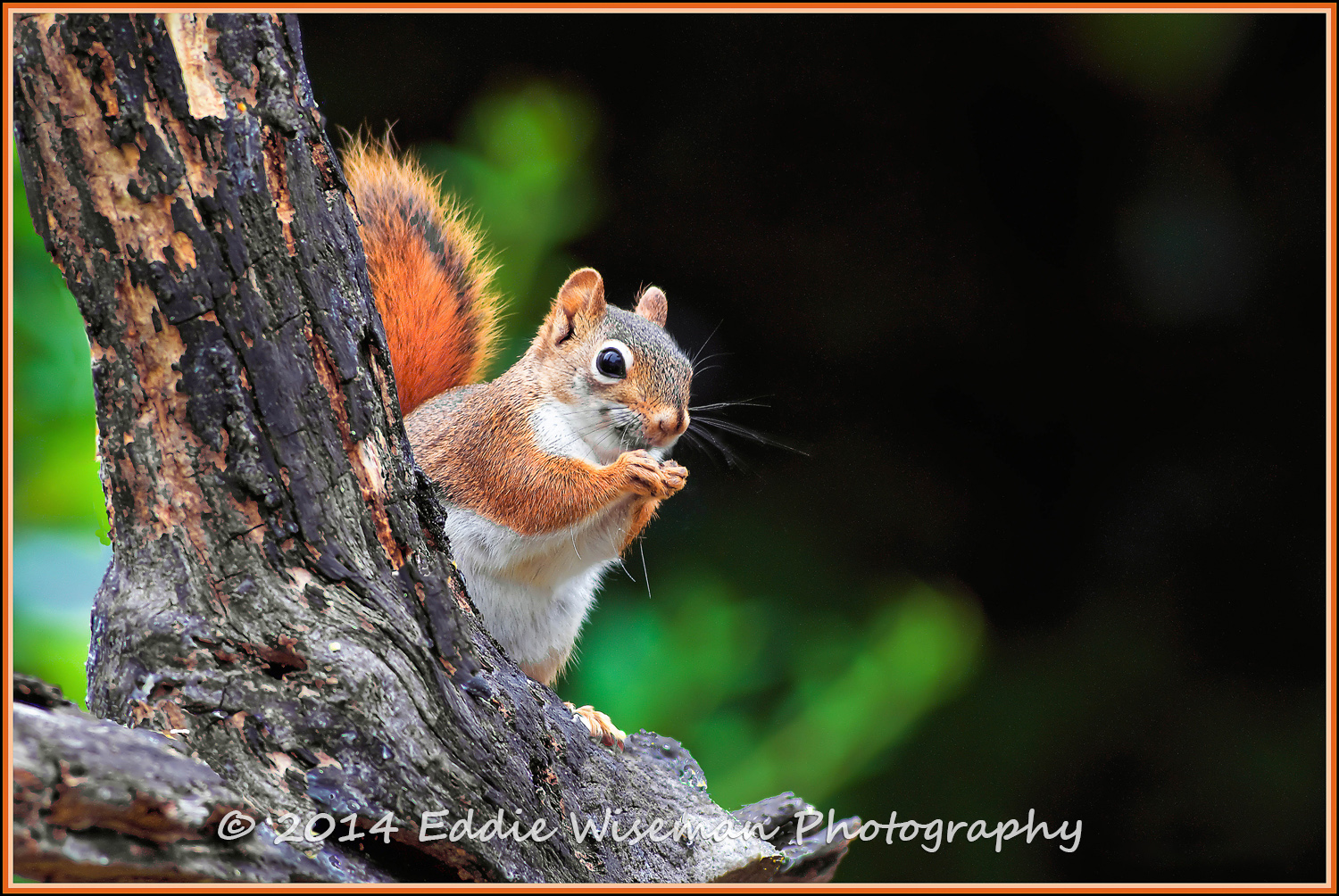 "Peek-a-Boo" Red Squirrel, Andover, MA