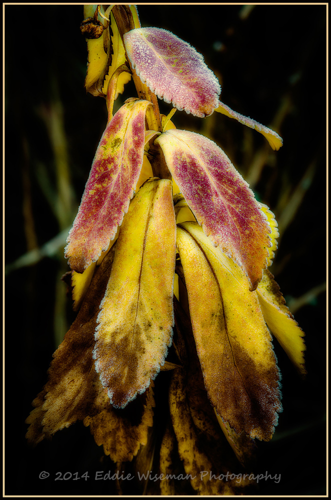 Frosted Fall Daisy Leaves