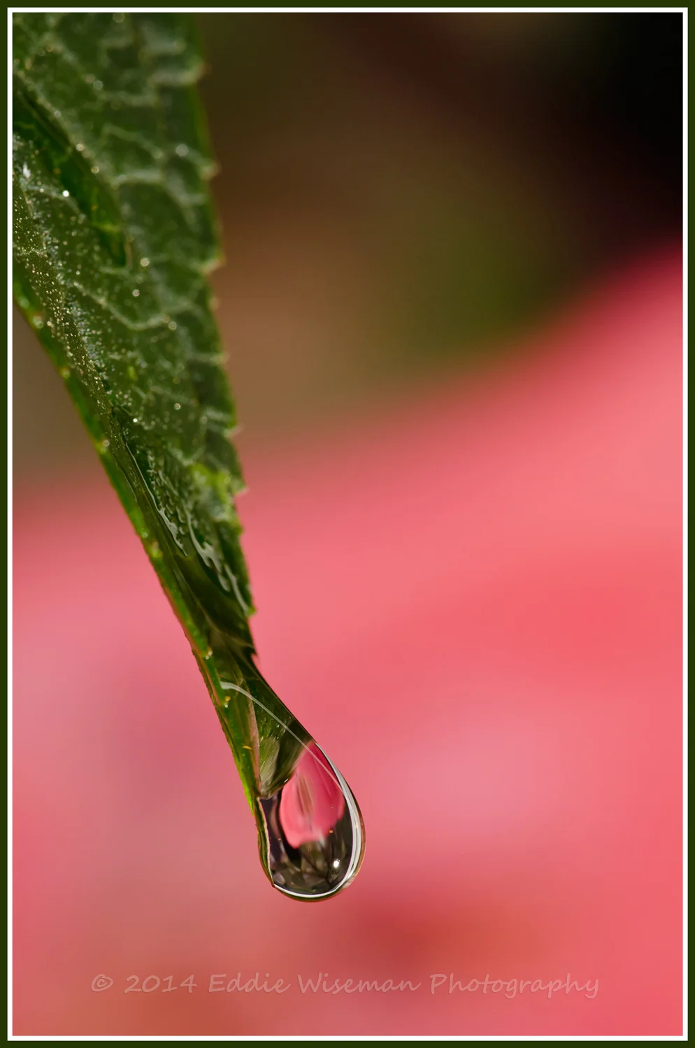 Pink Rose Refracted in a Water Drop #1