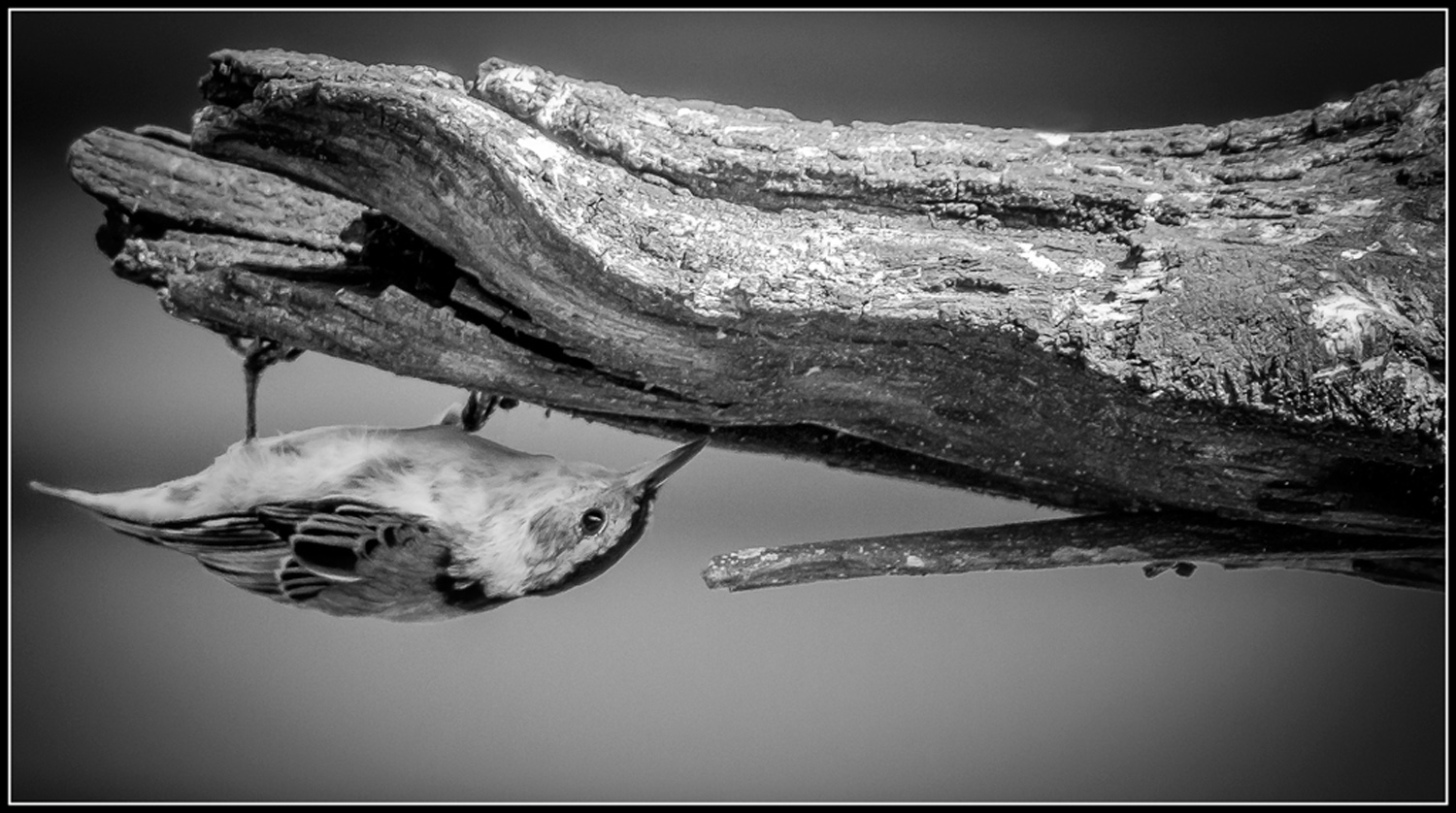 Nuthatch Defying Gravity( Monochrome)