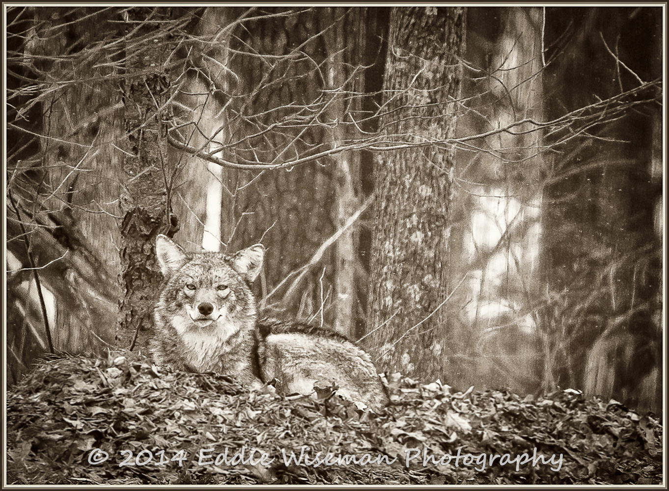 Eastern Coyote Resting- Andover, MA (monochrome)