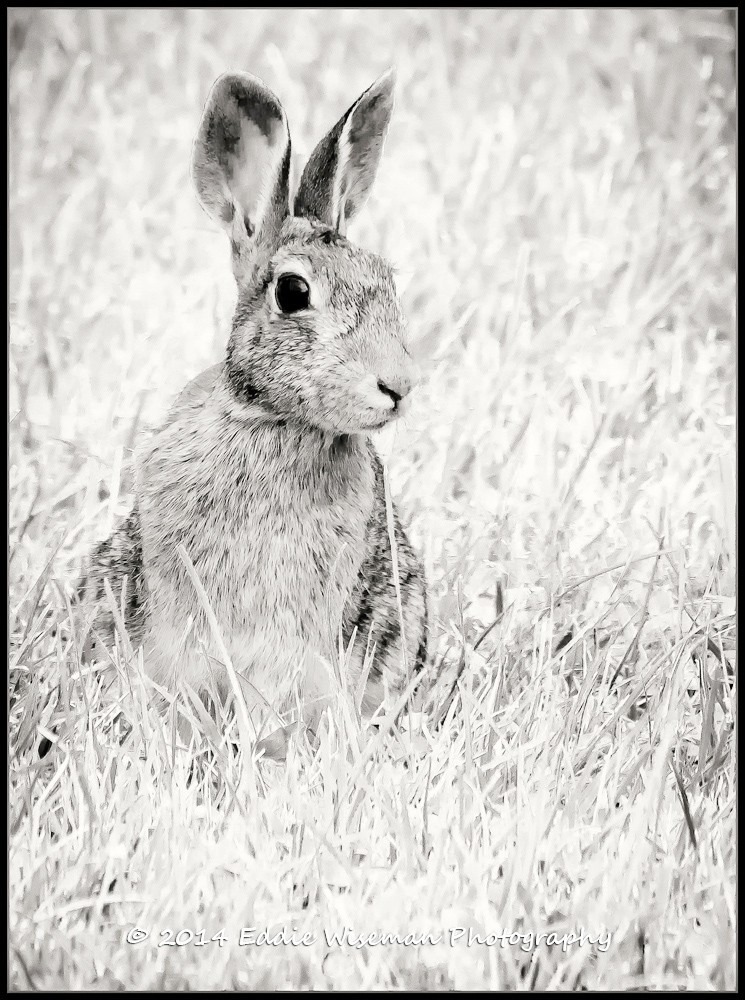 Rabbit in the Field (monochrome)