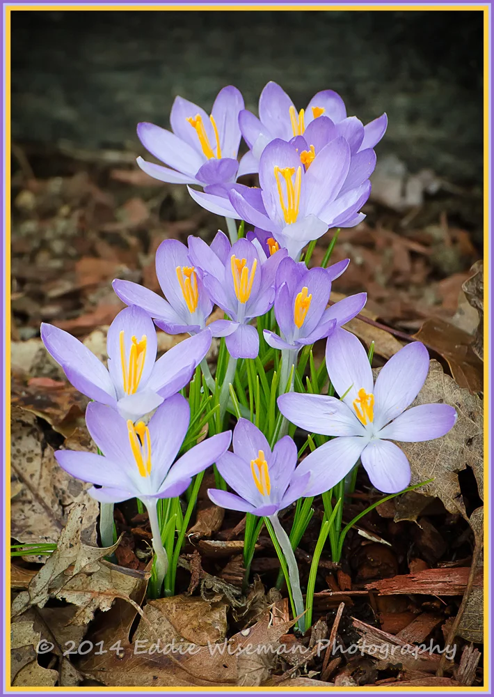 Spring Crocus-Andover, MA