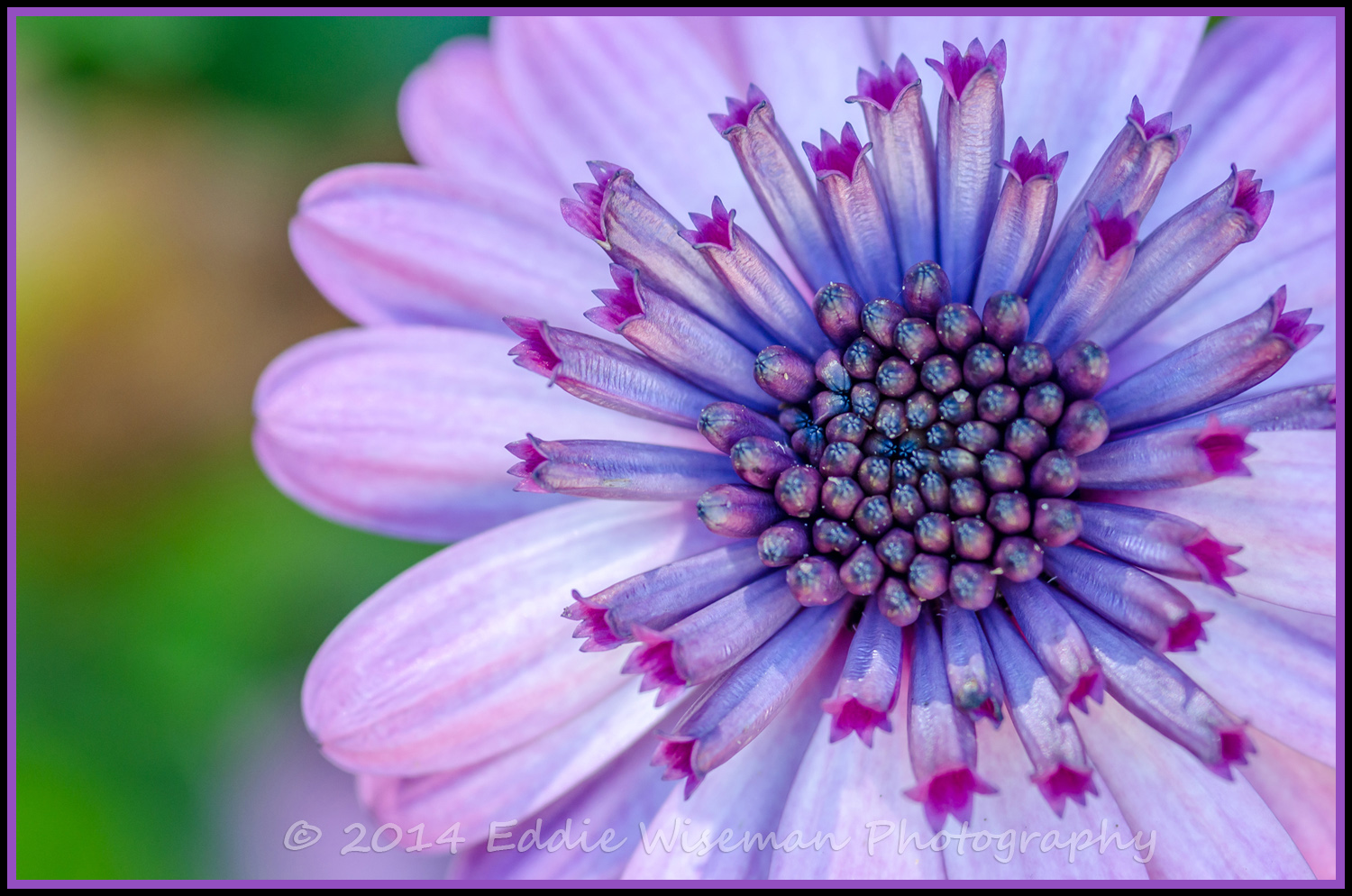 Purple Garden Flower (unknown variety)