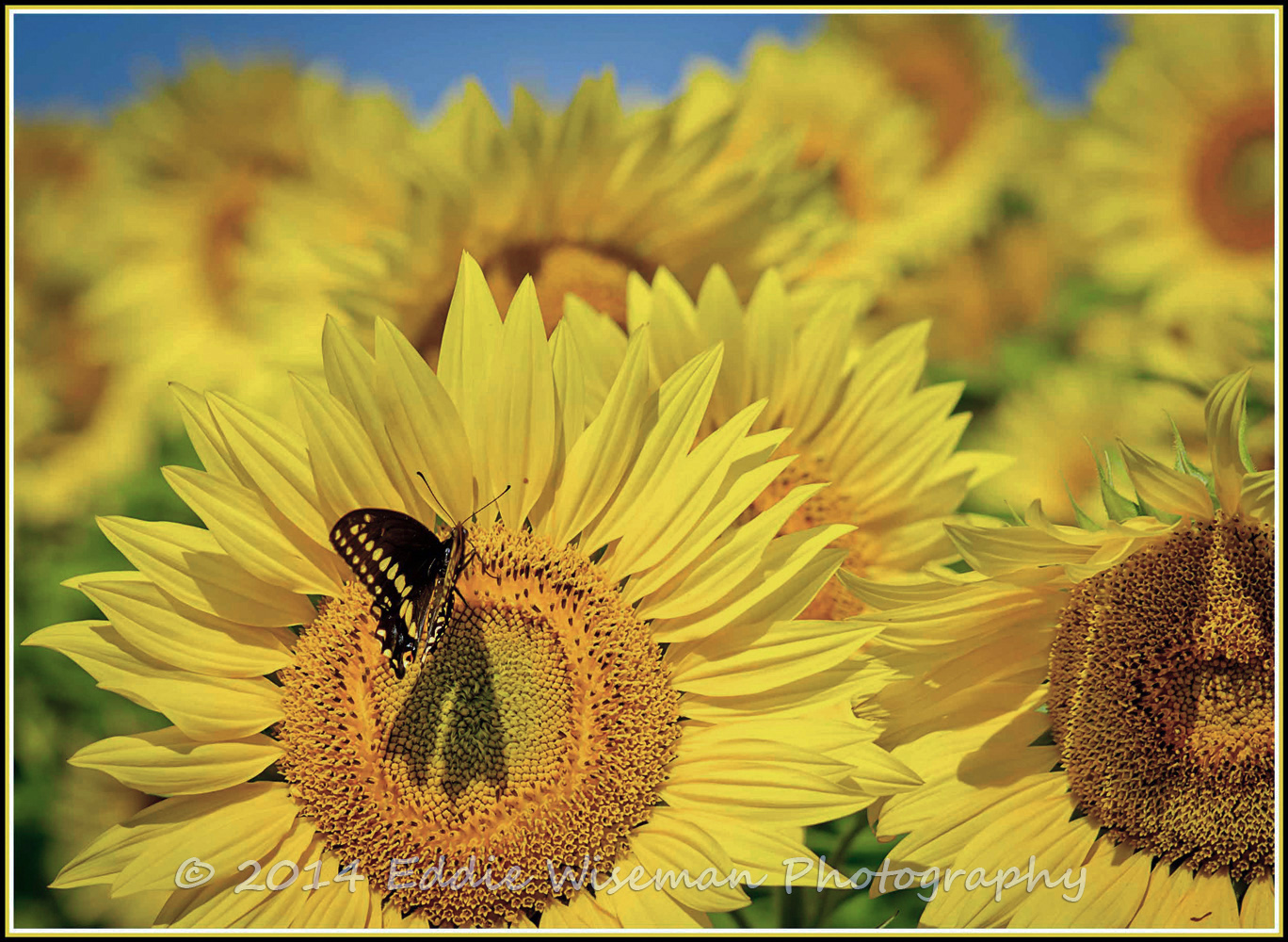 Black Swallowtail on a Sunflower #2