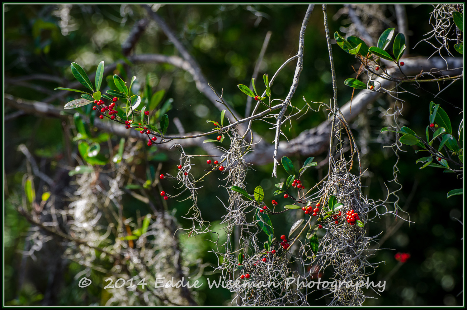 Conservation Land Trinity FL #5